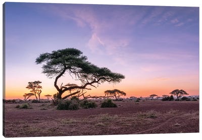 Acacia Trees At Sunrise, Amboseli National Park, Kenya Canvas Art Print - Jan Becke