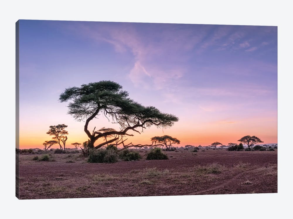 Acacia Trees At Sunrise, Amboseli National Park, Kenya by Jan Becke 1-piece Art Print