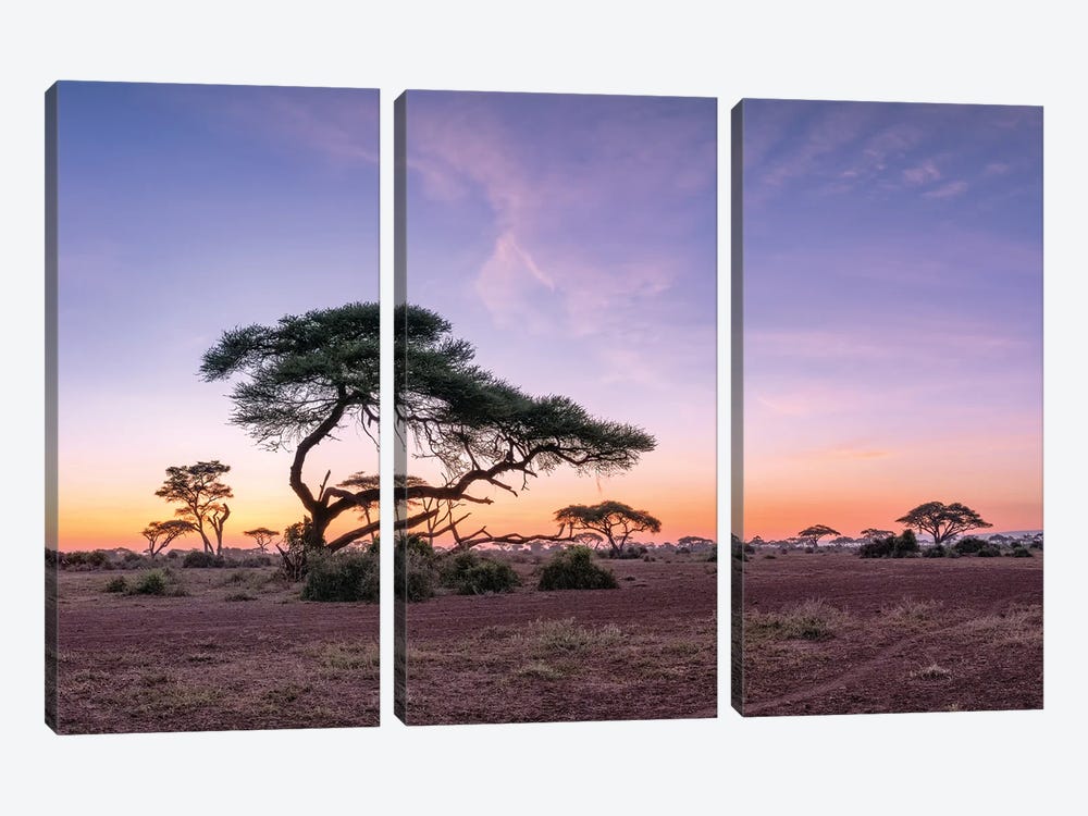 Acacia Trees At Sunrise, Amboseli National Park, Kenya by Jan Becke 3-piece Canvas Print
