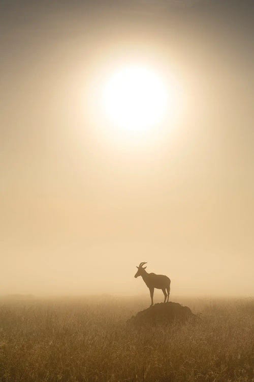 Topi Antilope At Sunrise, Maasai Mara (Masai Mara), Kenya