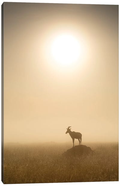 Topi Antilope At Sunrise, Maasai Mara (Masai Mara), Kenya Canvas Art Print - Kenya