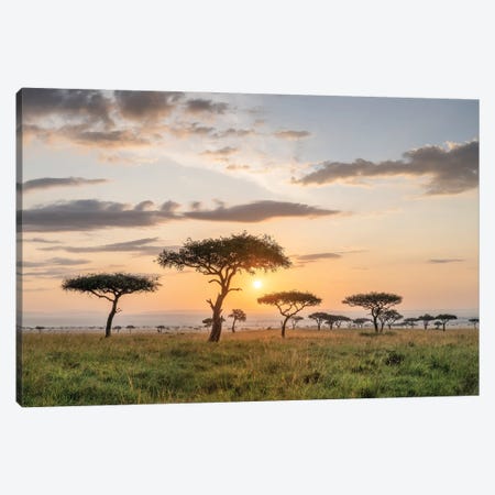 Acacia Trees At Sunrise, Maasai Mara (Masai Mara), Kenya Canvas Print #JNB2517} by Jan Becke Art Print
