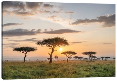 Acacia Trees At Sunrise, Maasai Mara (Masai Mara), Kenya Canvas Art Print - Jan Becke