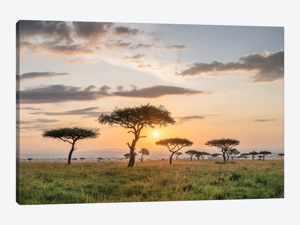 Acacia Trees At Sunrise, Maasai Mara (Masai Mara), Kenya by Jan Becke 1-piece Canvas Wall Art