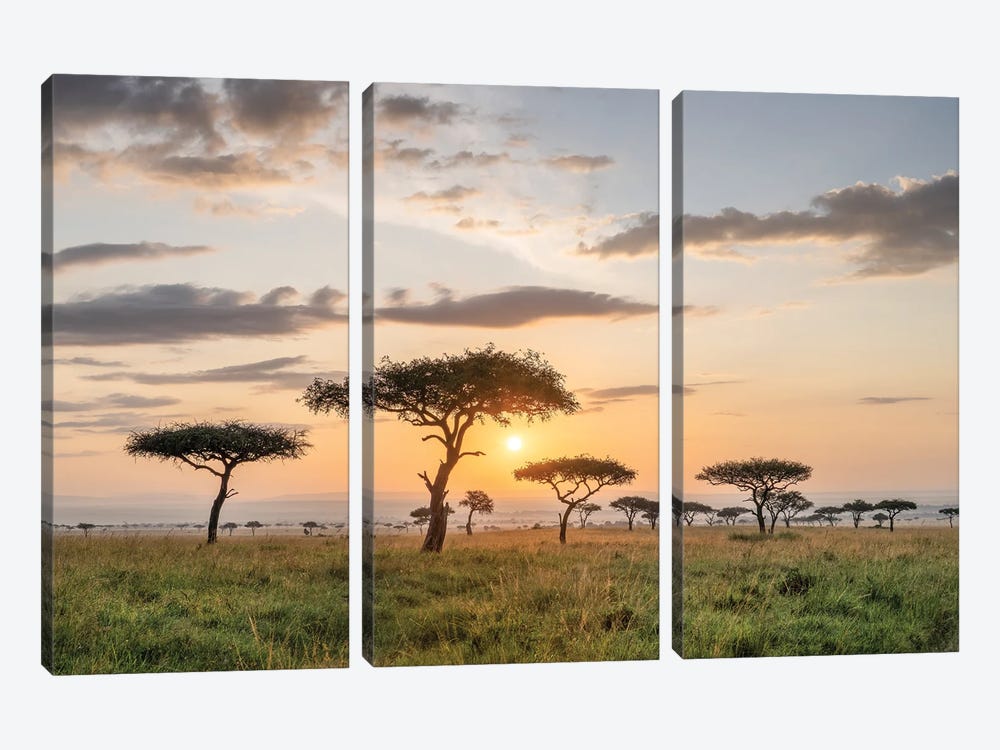Acacia Trees At Sunrise, Maasai Mara (Masai Mara), Kenya by Jan Becke 3-piece Canvas Artwork