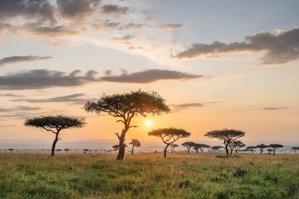Maasai Mara National Reserve: Acacia Trees At Sunrise, Maasai Mara (Masai Mara), Kenya by Jan Becke