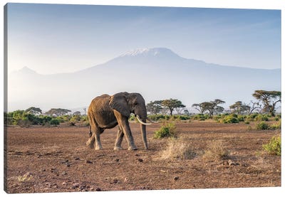 Elephant In Front Of Mount Kilimanjaro, Amboseli National Park, Kenya Canvas Art Print - Jan Becke