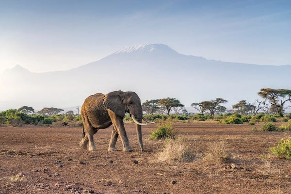 Kenya: Elephant In Front Of Mount Kilimanjaro, Amboseli National Park, Kenya by Jan Becke