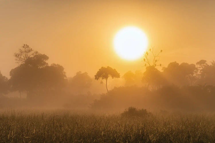 Misty Sunrise In The Maasai Mara (Masai Mara), Kenya