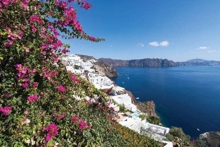 Bougainvillea Flowers In Oia, Santorini (Santorin), Greece