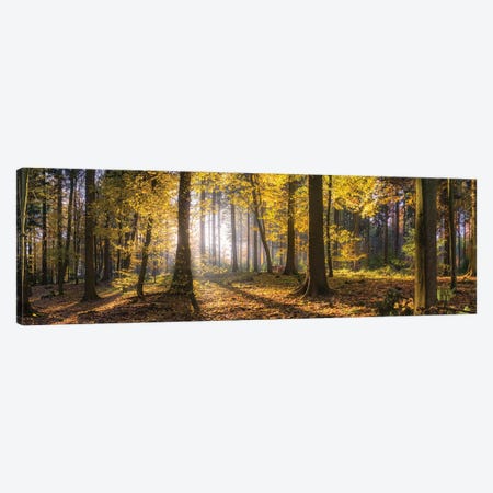Autumn Forest Panorama At Sunset Canvas Print #JNB2650} by Jan Becke Canvas Art Print