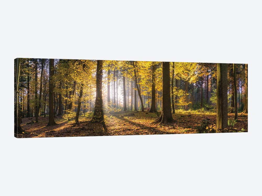 Autumn Forest Panorama At Sunset by Jan Becke 1-piece Art Print