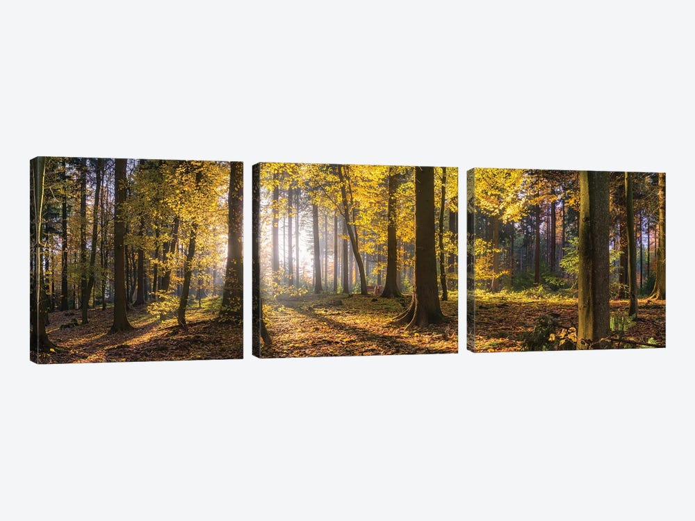 Autumn Forest Panorama At Sunset by Jan Becke 3-piece Canvas Art Print