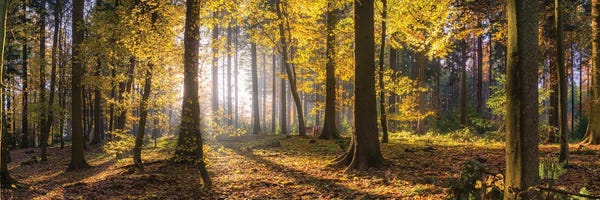 Autumn Forest Panorama At Sunset