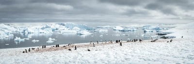 Gentoo Penguin Colony In Antarctica, Antarctic Peninsula by Jan Becke canvas print