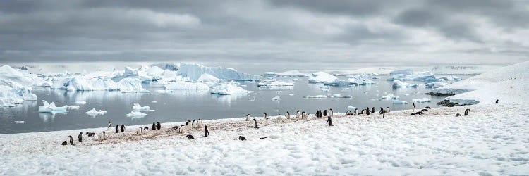 Gentoo Penguin Colony In Antarctica, Antarctic Peninsula