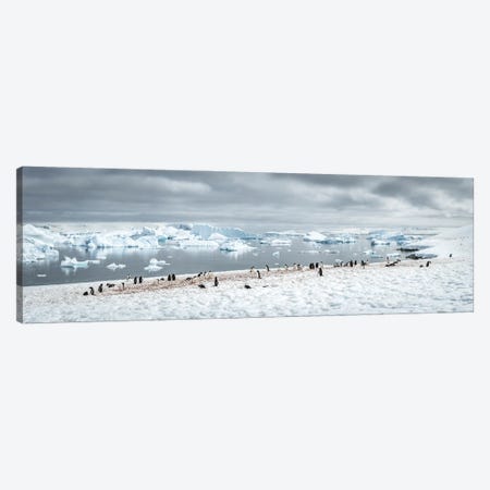 Gentoo Penguin Colony In Antarctica, Antarctic Peninsula Canvas Print #JNB2688} by Jan Becke Canvas Art