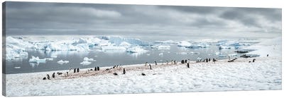 Gentoo Penguin Colony In Antarctica, Antarctic Peninsula Canvas Art Print - Jan Becke
