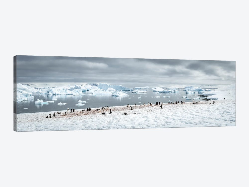 Gentoo Penguin Colony In Antarctica, Antarctic Peninsula by Jan Becke 1-piece Canvas Artwork