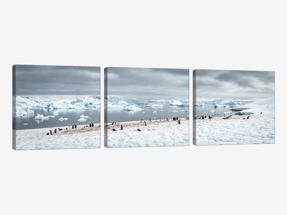 Gentoo Penguin Colony In Antarctica, Antarctic Peninsula by Jan Becke 3-piece Canvas Wall Art