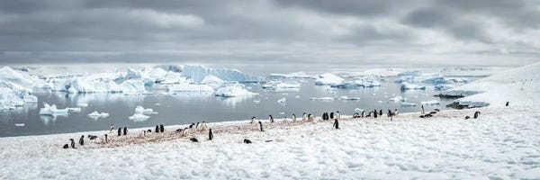 Antarctica: Gentoo Penguin Colony In Antarctica, Antarctic Peninsula by Jan Becke