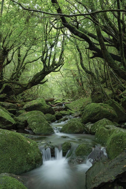 Mystical Forest With Green Moss And Forest Stream