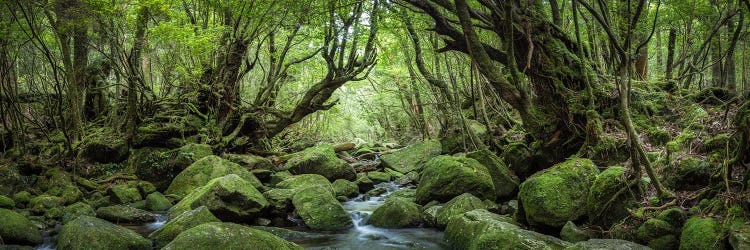 Mystical Forest Panorama With Green Moss And Forest Stream