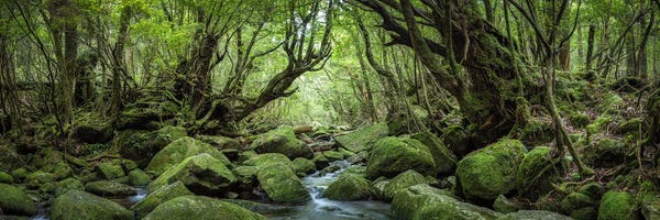Moss: Mystical Forest Panorama With Green Moss And Forest Stream by Jan Becke