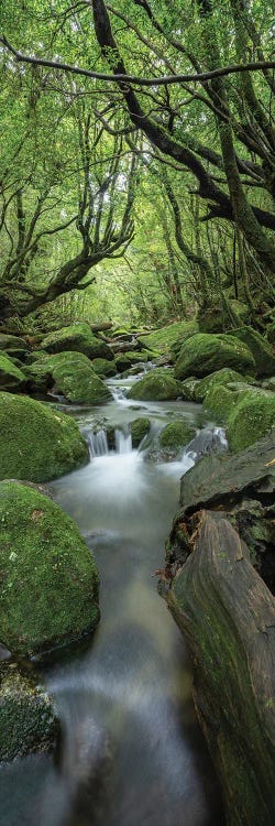 Lush Green Forest Panorama With Flowing Forest Stream