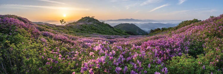 Panorama Of Hwangmaesan Mountain At Sunrise With Purple Azalea Flowers In Full Bloom, Hapcheon, South Korea