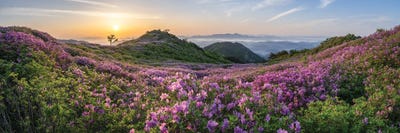 Azaleas