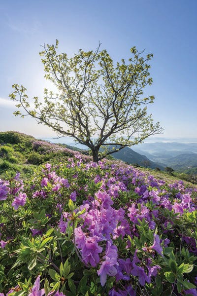 Jan Becke: Azalea Flowers Blooming In Spring, South Korea by Jan Becke