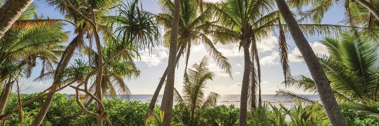 Palm Tree Panorama At Sunset