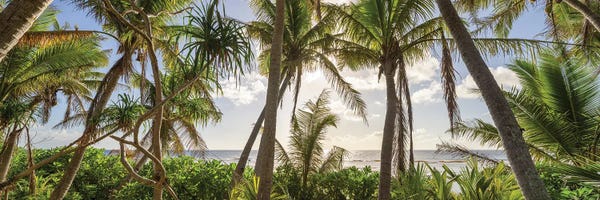 Canvas Print: Palm Tree Panorama At Sunset by Jan Becke