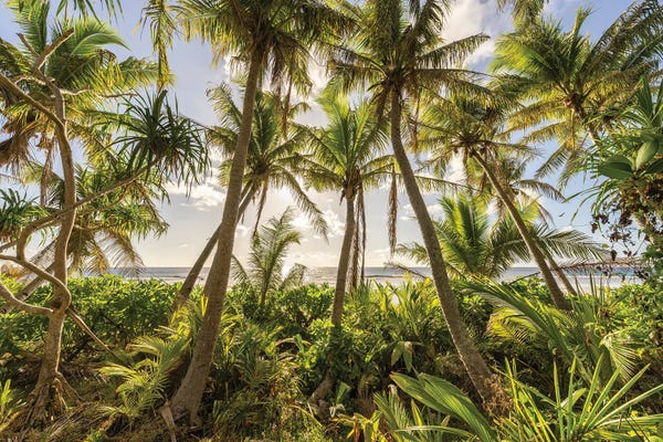 Fine Art Print: Sunset Under The Palm Trees by Jan Becke