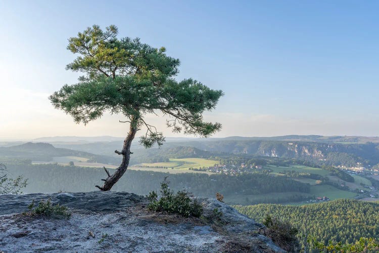 Lonely Pine Tree, Saxon Switzerland, Saxony, Germany