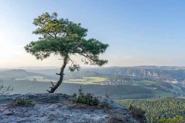 Switzerland: Lonely Pine Tree, Saxon Switzerland, Saxony, Germany by Jan Becke
