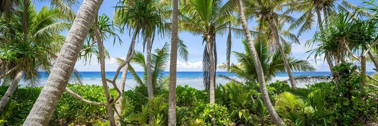 Jungle Landscape Panorama With Palm Trees