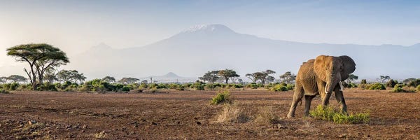 Kenya: Mount Kilimanjaro, Amboseli National Park, Kenya, Africa by Jan Becke