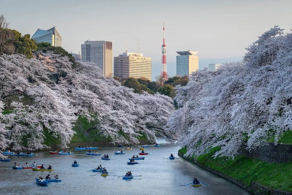 Cherry Blossoms: Cherry Blossom In Full Bloom At Chidorigafuchi, Tokyo, Japan by Jan Becke