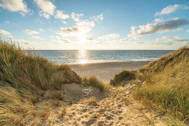 Dune Landscape At The North Sea Coast On Sylt