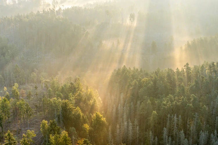 Warm Sunrays Over The Forest Landscape