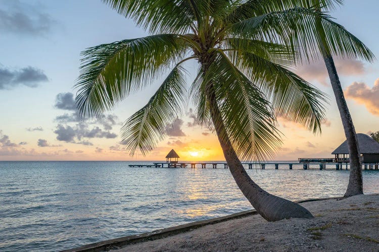 Sunset Under A Palm Tree, French Polynesia