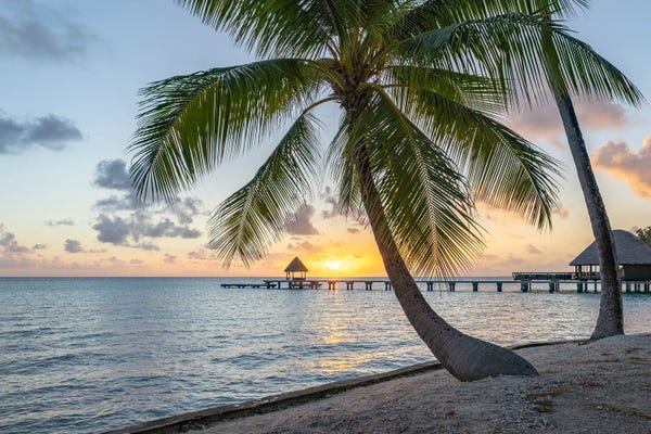 Fine Art Print: Sunset Under A Palm Tree, French Polynesia by Jan Becke