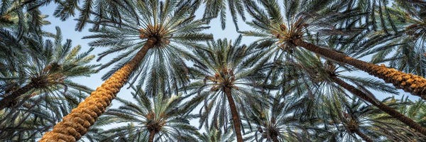 Canvas Print: Palm Trees Panorama by Jan Becke
