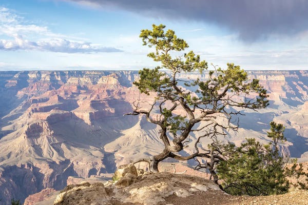 Grand Canyon National Park: Lonely Pine Tree, Grand Canyon South Rim, Arizona, USA by Jan Becke