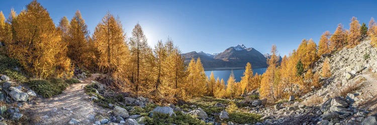 Golden Larch Forest Along Lake Sils (Silsersee) In Autumn Season, Upper Engadine Valley, Switzerland