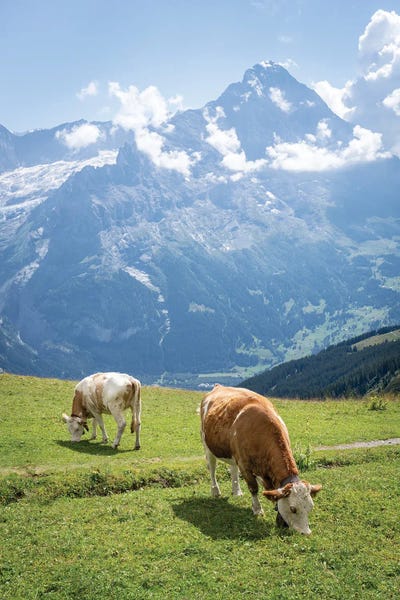 Switzerland: Grazing Cows, Swiss Alps Near Grindelwald, Swiss Alps, Switzerland by Jan Becke