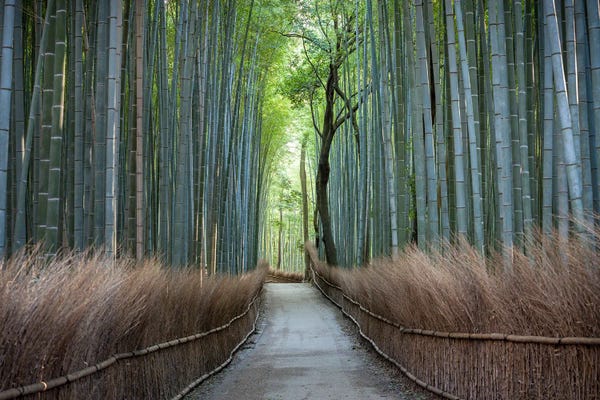 Path Trough The Green Bamboo Forest In Arashiyama, Kyoto, Japan