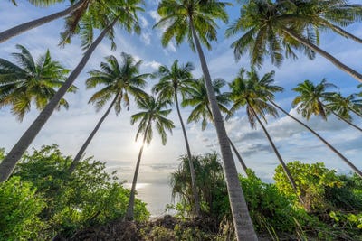 Palm Trees At The Beach, Koh Samui (Ko Samui) Island, Thailand by Jan Becke multi panel art